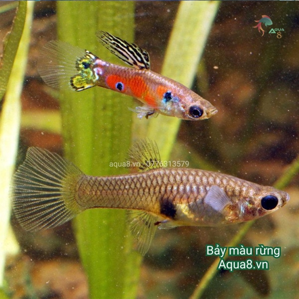Cá Bảy Màu Rừng - Phụ Kiện Thủy Sinh Aqua8